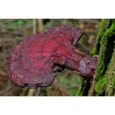 Мицелий Трутовика хвойного (Ganoderma tsugae)